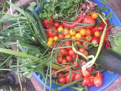 Grape Fruit, Nut and Berry Cuttings in Pots Sale