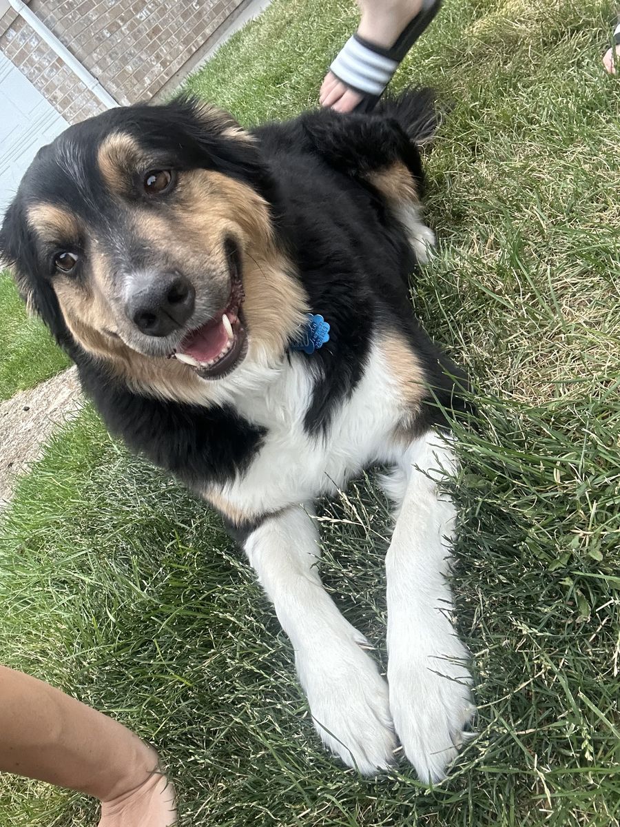 Sweet border collie male