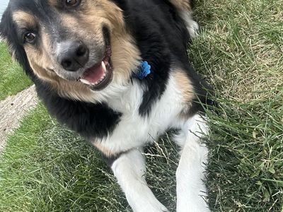 Sweet border collie male