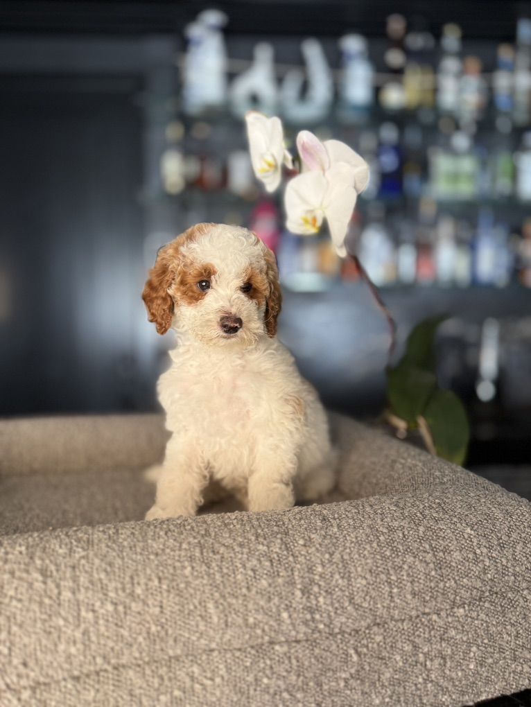 Gorgeous Mini Goldendoodles Puppies