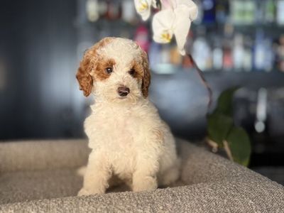 Gorgeous Mini Goldendoodles Puppies