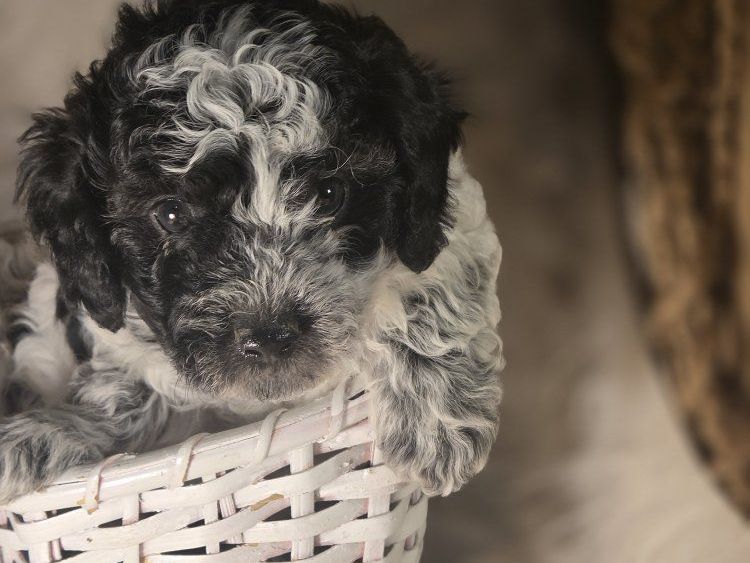 Purebred Miniature Poodle Puppies - Black & Silver, Vaccinated, Tail Docked