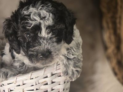 Purebred Miniature Poodle Puppies - Black & Silver, Vaccinated, Tail Docked