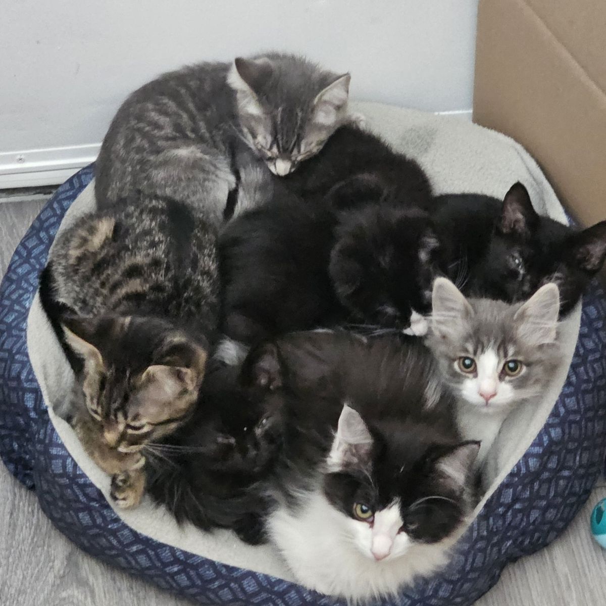 kittens needing new homes-READ AD