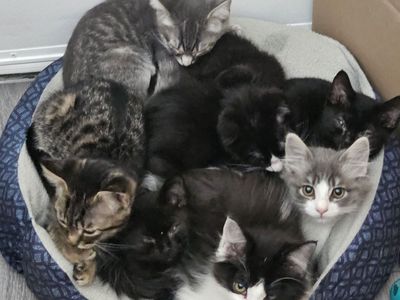 kittens needing new homes-READ AD