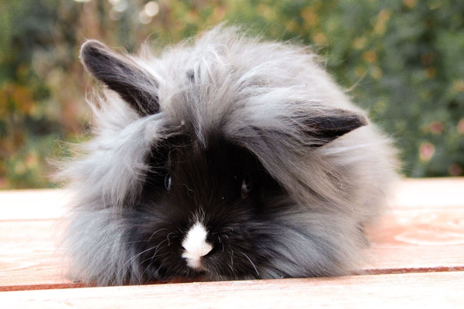 Adorable Fuzzy Baby Bunnies