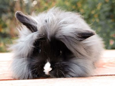 Adorable Fuzzy Baby Bunnies