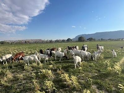 Boer Does for Sale