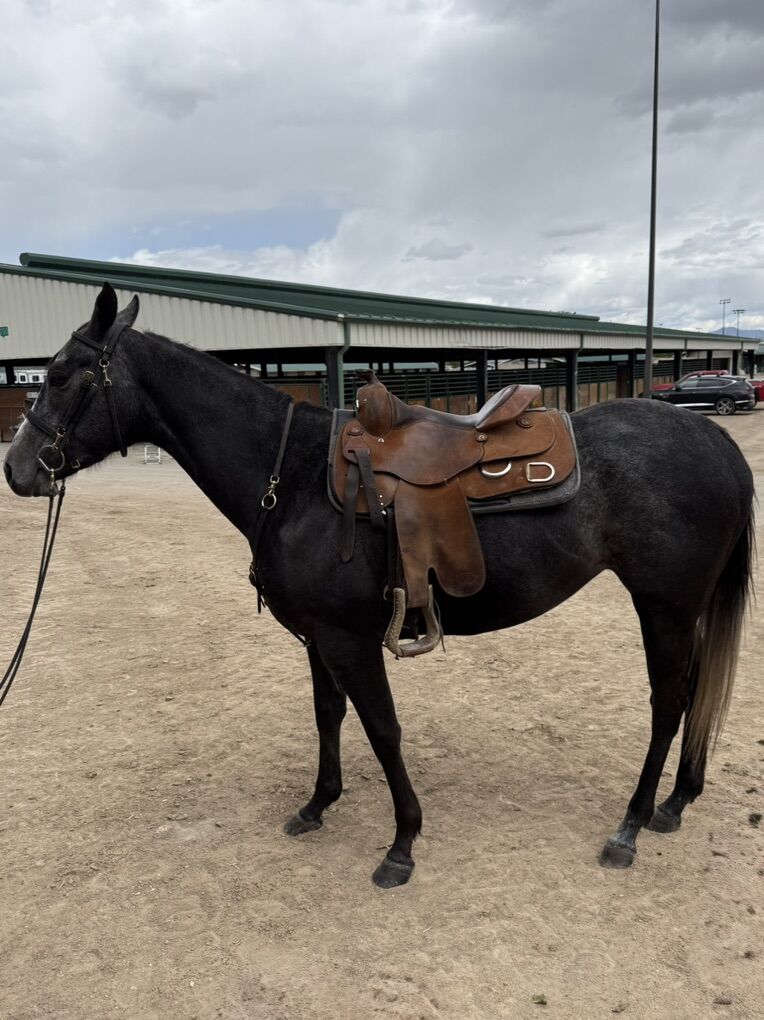 4 Year Old AQHA mare