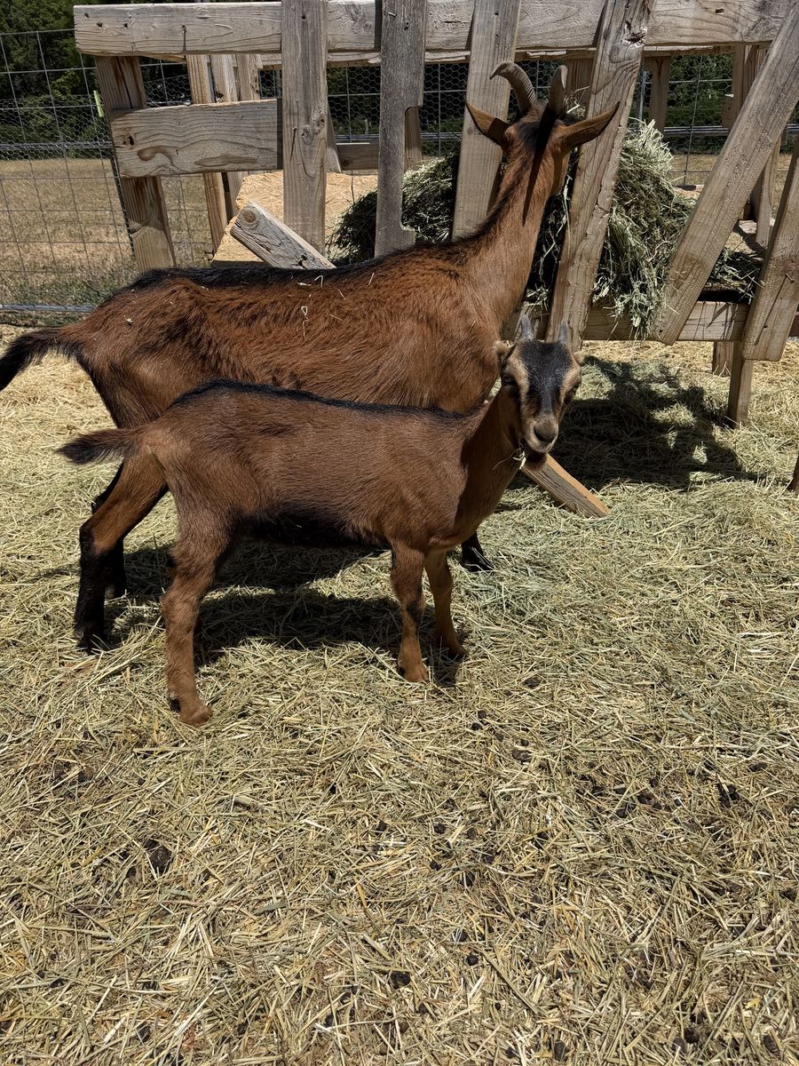 LaMancha Oberhasli Cross Kid Goats - Buckling & Doeling - Great Pack & Milker