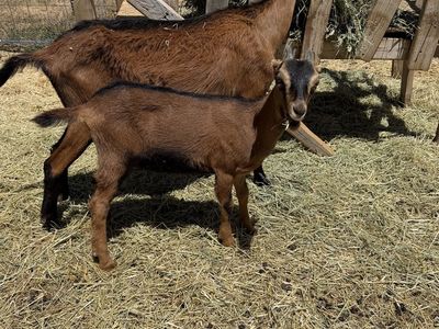 LaMancha Oberhasli Cross Kid Goats - Buckling & Doeling - Great Pack & Milker