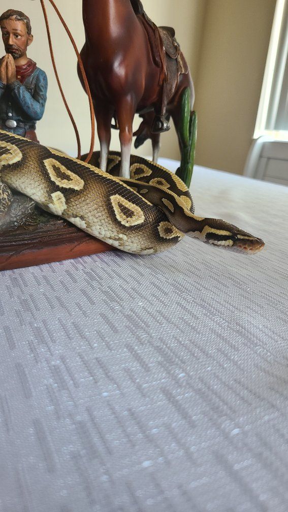 Ball Python - Male Black Pastel Mojave