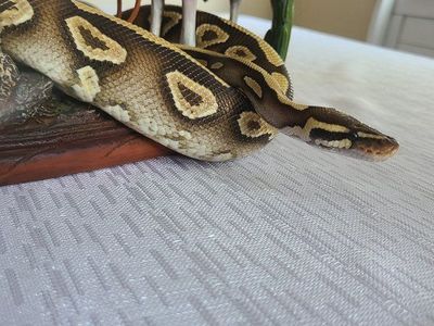 Ball Python - Male Black Pastel Mojave