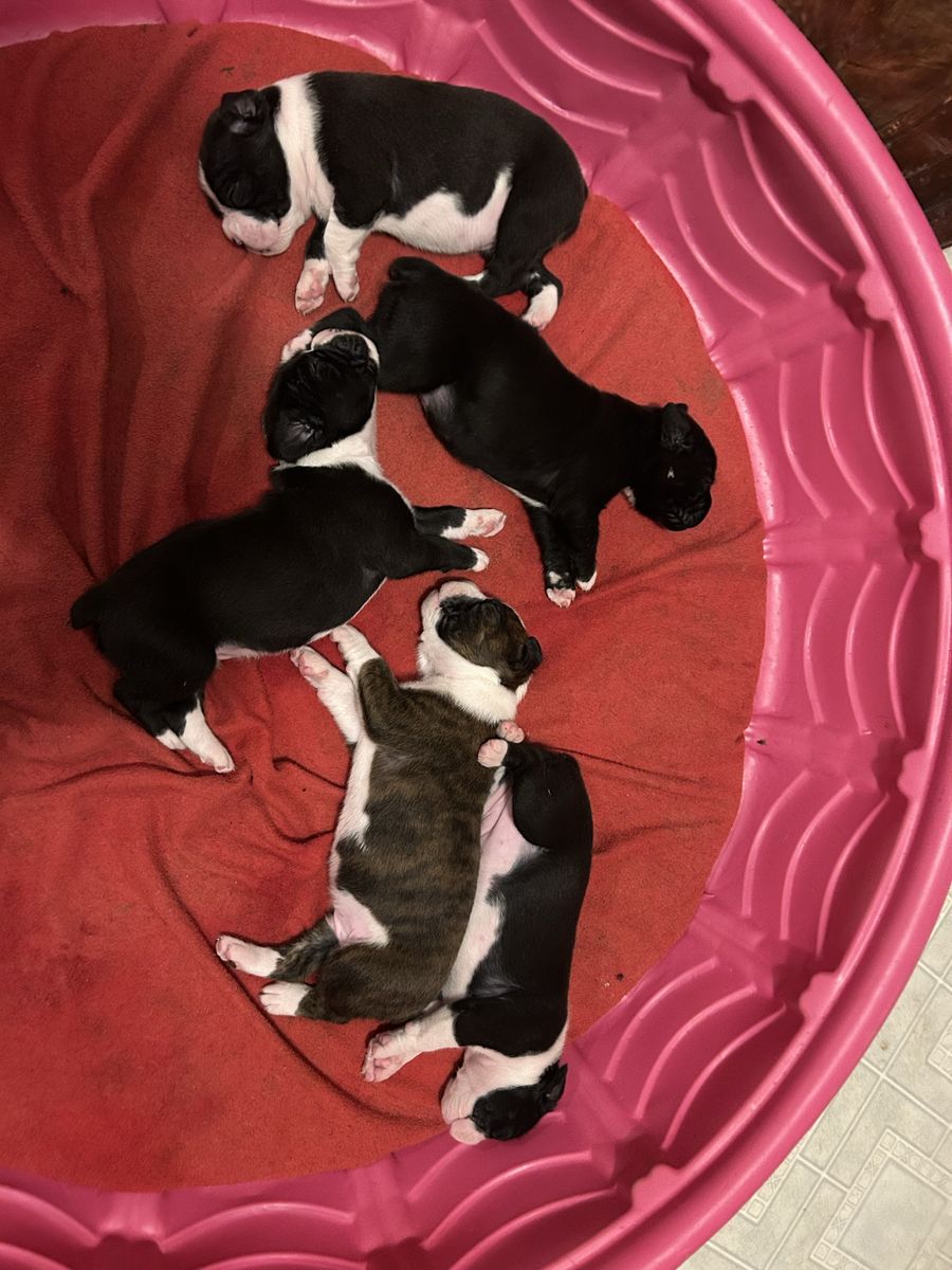 AKC BOXER PUPPIES 