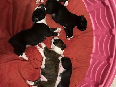 AKC BOXER PUPPIES