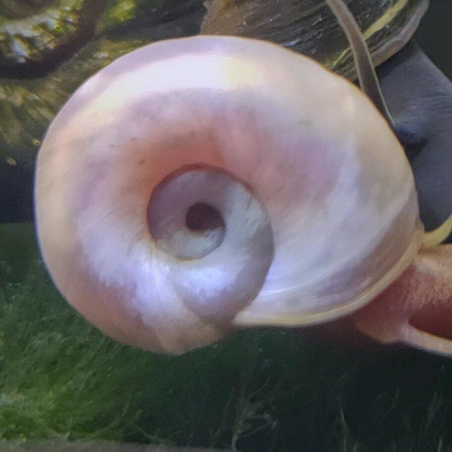 Ramshorn Snails