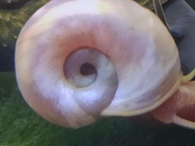 Ramshorn Snails
