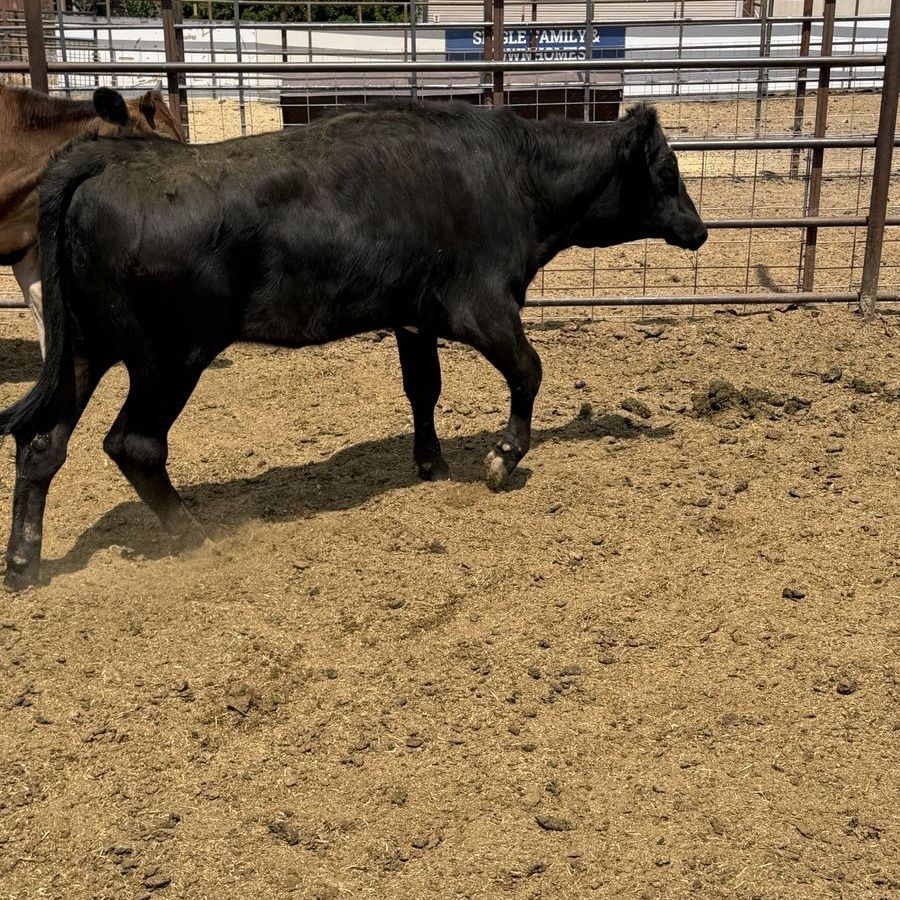 Black heifer calf (lame back end )