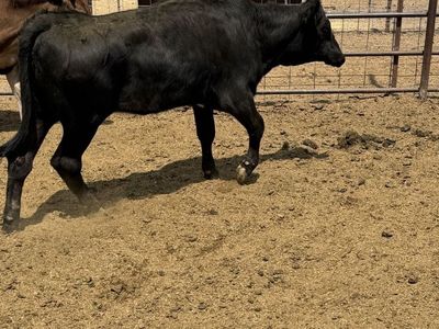 Black heifer calf (lame back end )
