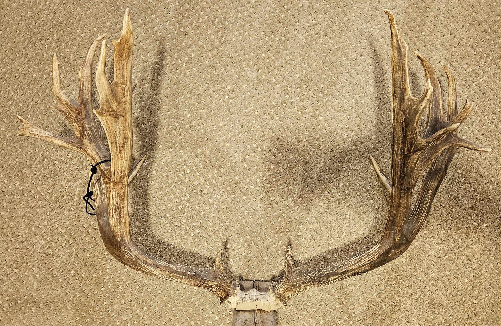 Main image 5