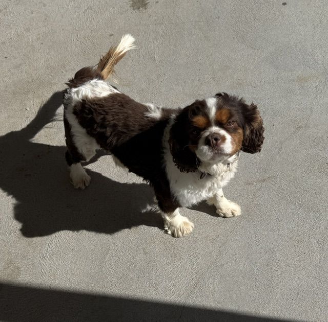 Proven AKC Chocolate Tri Cavalier King Charles Stud Available