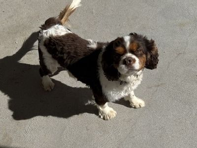 Proven AKC Chocolate Tri Cavalier King Charles Stud Available