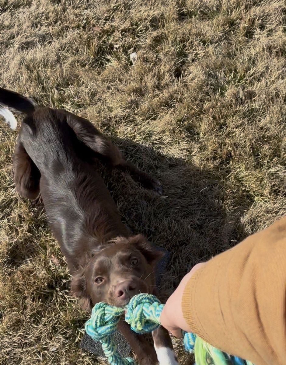 Working Male Australian Shepherd