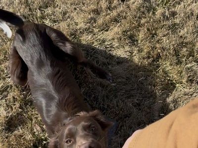 Working Male Australian Shepherd