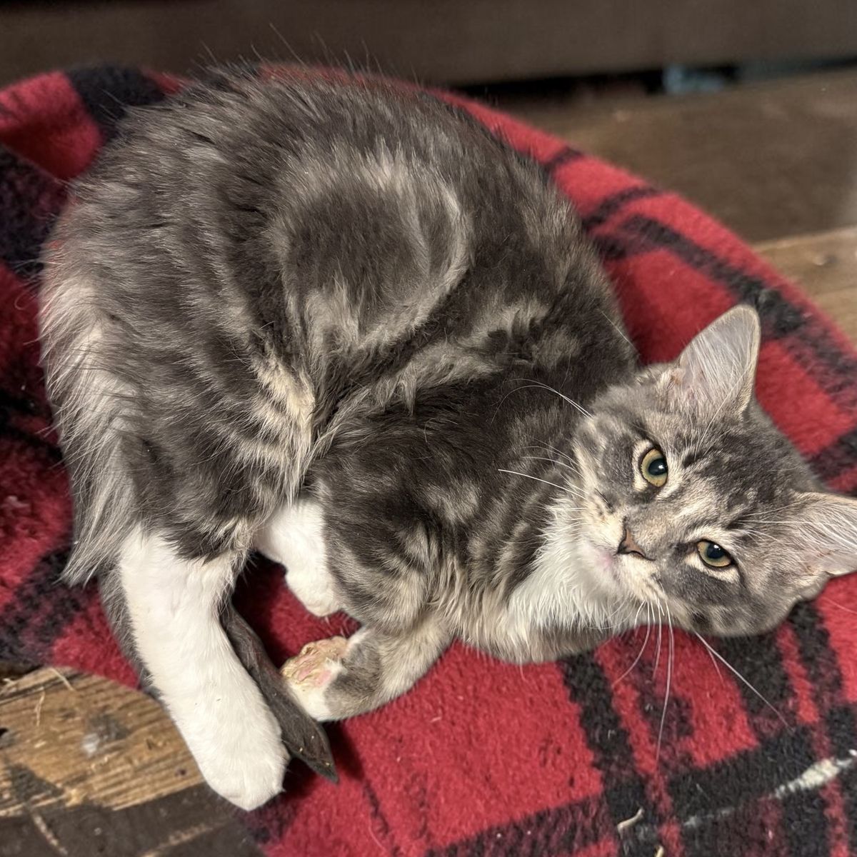 Super Loving Siberian Mix Male Kitten