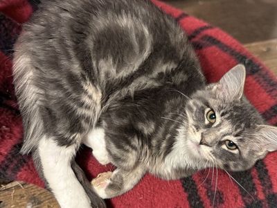 Super Loving Siberian Mix Male Kitten