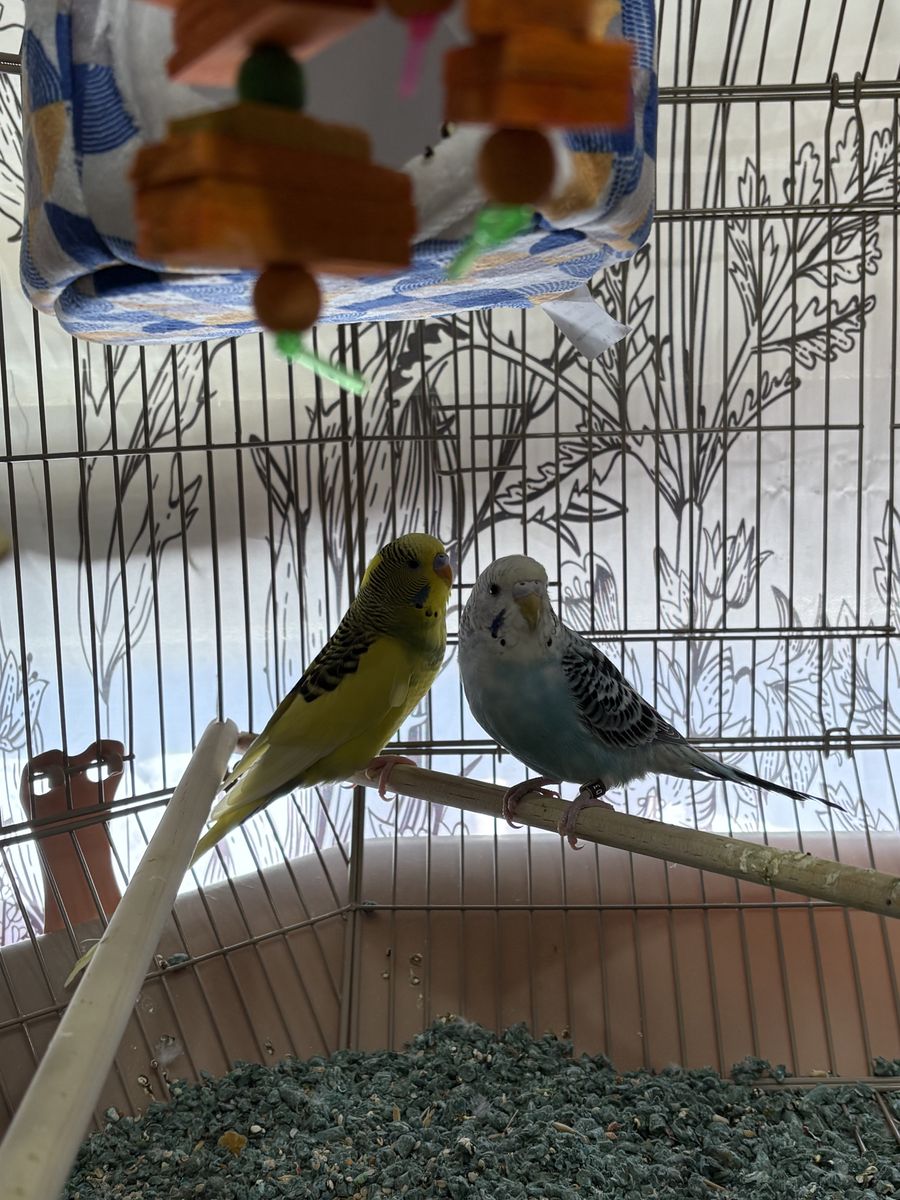 2 Male Parakeets