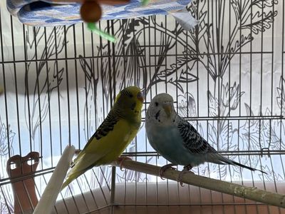 2 Male Parakeets