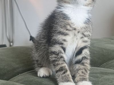Adorable baby Kitten ready to go