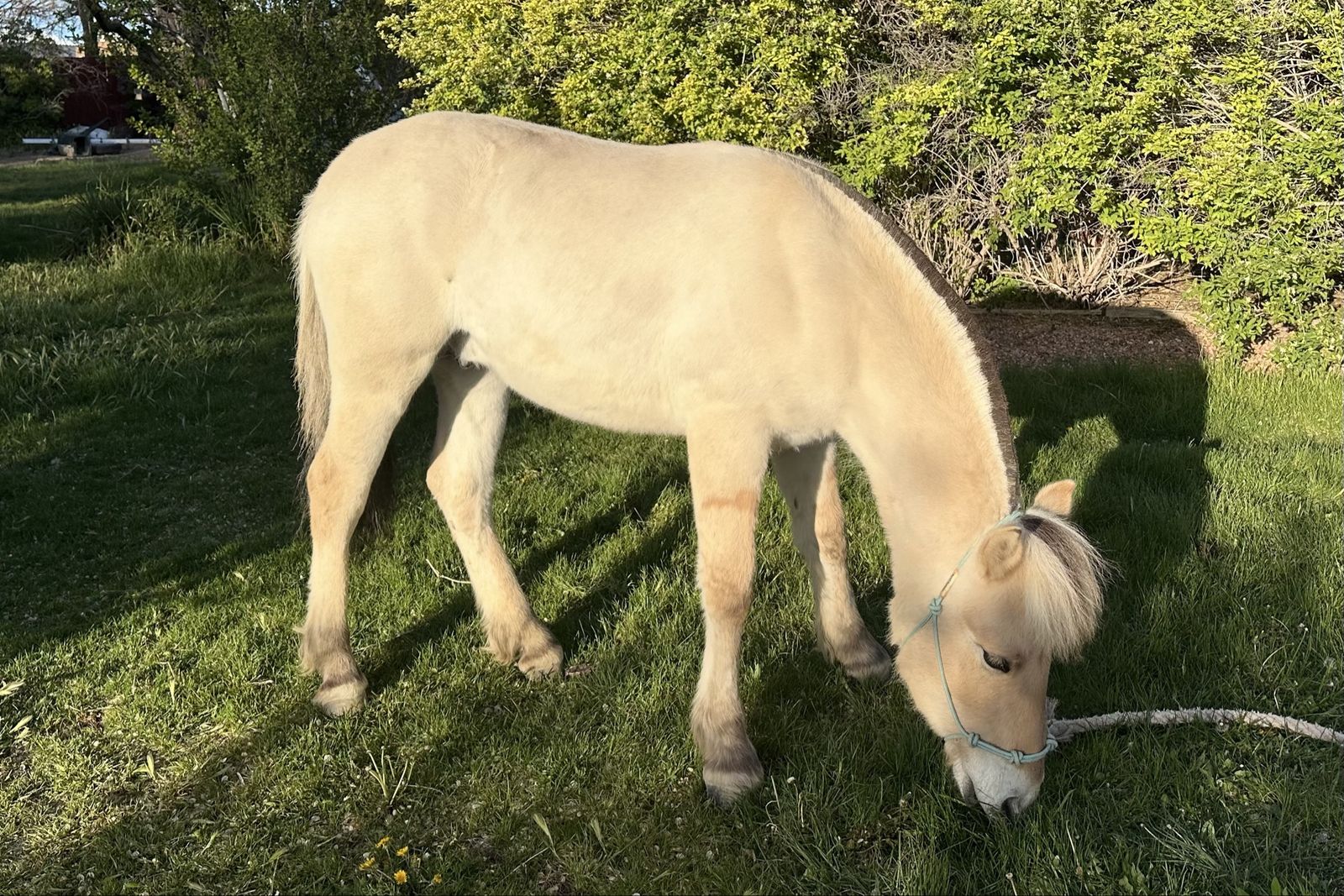 Fjord Horse Colt (registered)