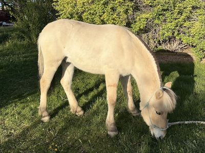 Fjord Horse Colt (registered)