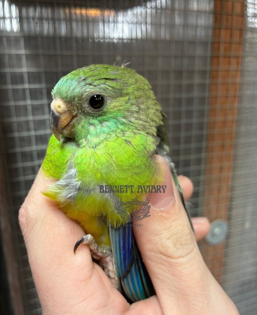 Baby Redrump Parakeets
