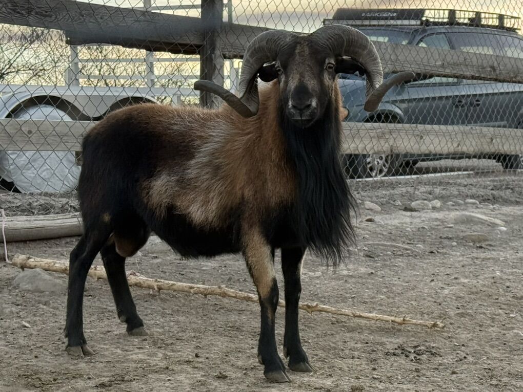 Hair Sheep American Barbados Full Curl Ram