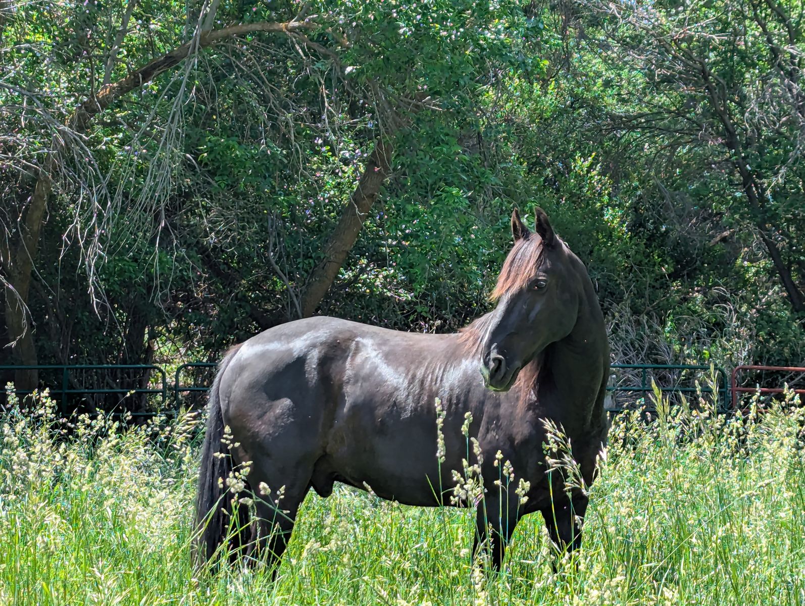 TWH Black Gelding 16 Hands