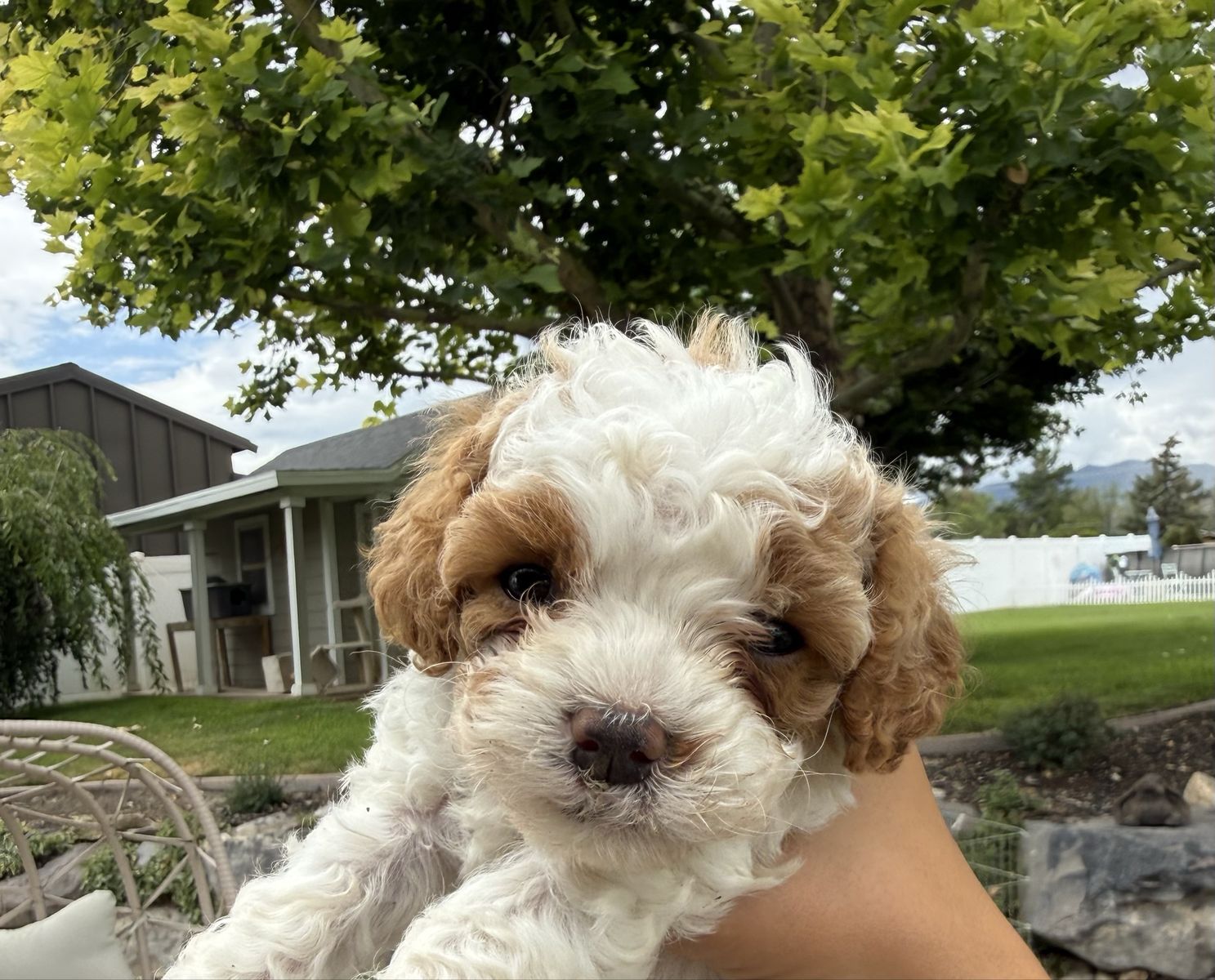 Cavapoo puppies