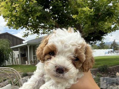 Cavapoo puppies