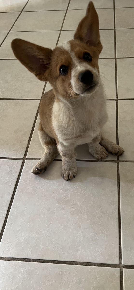 Cowboy Corgi 