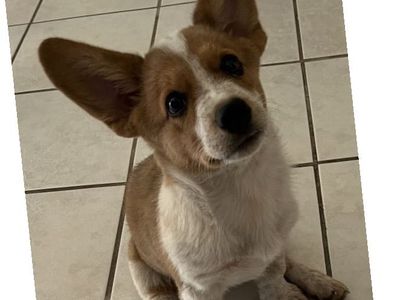 Cowboy Corgi