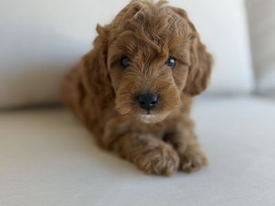 Easter Professionally Trained & Ready Micro Mini Goldendoodle