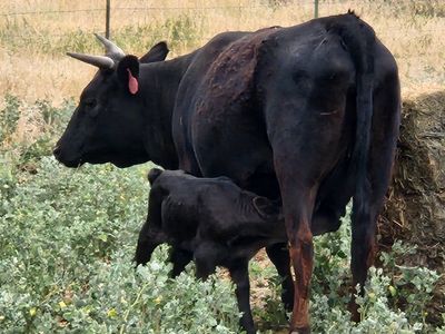 Irish Dexter heard for sale