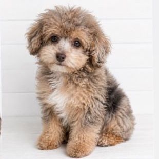 Puppies