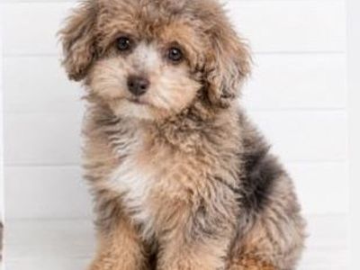 Puppies