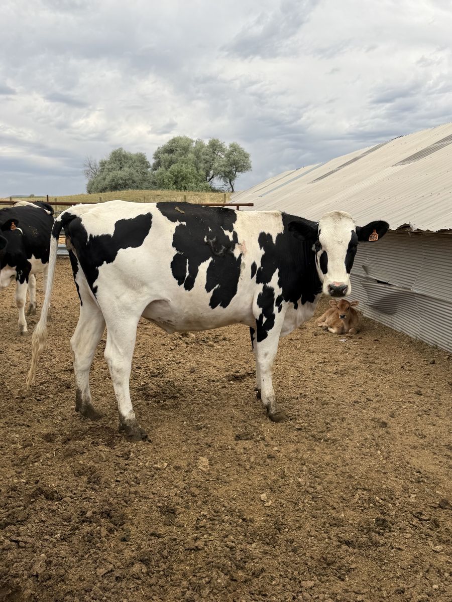 Holstein Springers (8+ months bred)