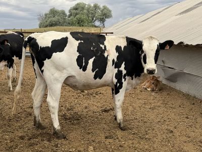 Holstein Springers (8+ months bred)