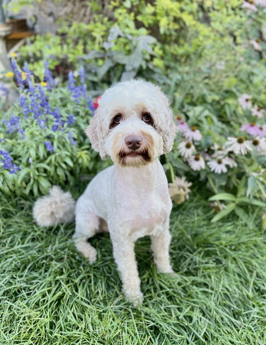 4 Year Old Male Australian Labradoodle