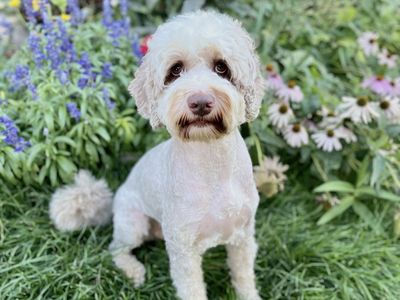 4 Year Old Male Australian Labradoodle